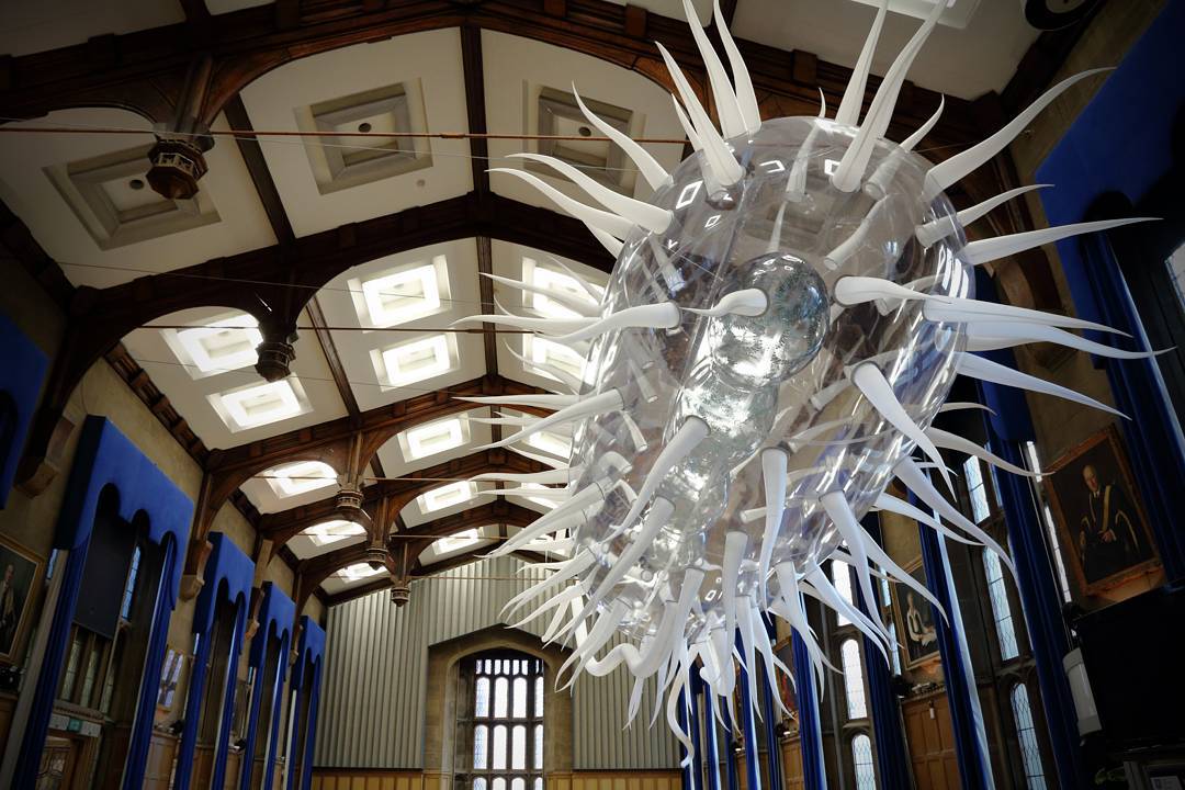 E.coli at Firth Hall, The University of Sheffield
